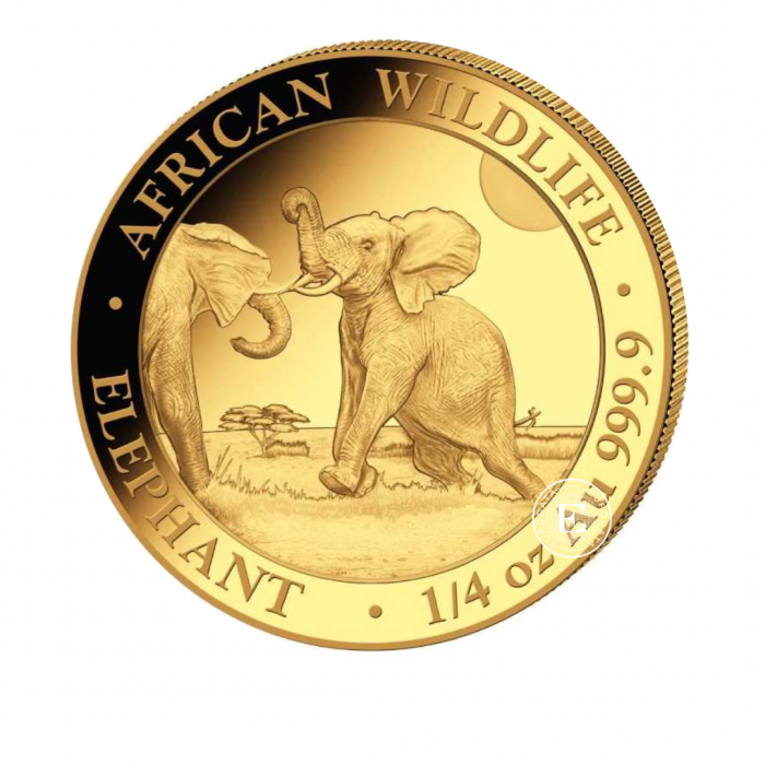 1/4 oz (7.78 g) auksinė moneta Afrikos laukinė gamta - Dramblys, Somalis 2024