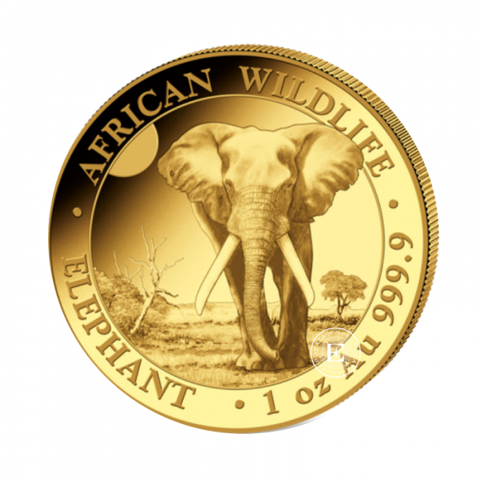 1 oz (31.10 g) złota moneta Afrykańska przyroda - Słoń, Somalia 2025